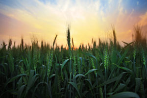 Sunset over wheat farm