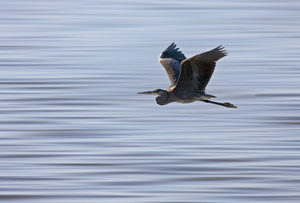 A Blue Heron Saskatchewan bird flying over rippling blue water. Wellspring Health & Rehabilitation of Cascadia