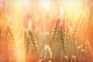 Wheat field - sunset in wheat field