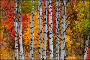Quaking Aspen Trees in the mountains.