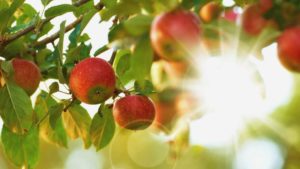 Red apples hanging on an apple tree branch with the sunlight shining through the leaves. The Orchards of Cascadia