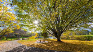 A winding asphalt walkway with grass on either side that passes an empty wooden picnic table, surrounded by tall deciduous trees loosing their leaves.