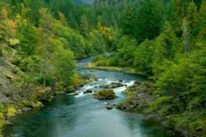 Gently winding mountain stream surrounded by pine trees and deciduous trees with their leaves starting to change colors.