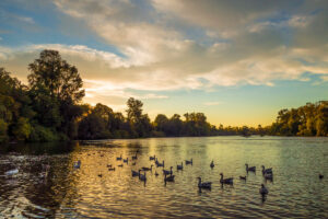 Calm deciduous tree-lined river with ducks floating on the water at sunrise.