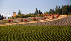 Perfectly straight rows of grapes ascending a gentle hill that leads to a winery surrounded by pine trees.