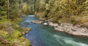 A rocky stream lined with moss covered rocks tall deciduous trees and pine trees.