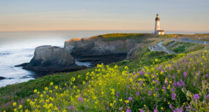A lighthouse on a rocky pier overlooking a calm, large body or water. With a winding blacktop road surrounded by hillsides covered in blooming wildflowers.