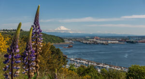 The calm waters of the Port of Tacoma on a sunny day with docked sailboats and shipping vessels in the water. Dense green foliage lines the shores with three large Lupine in the front of the picture and snow-covered Mount Rainier in the background.