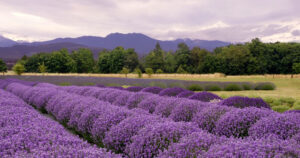 Rows of lavender growing in a large field surrounded by grass, deciduous trees and mountains in the background.