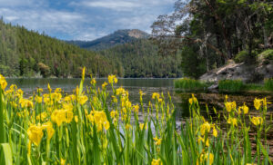 Yellow Flag Iris in full bloom growing next to a calm body of water that is surrounded by rolling hills covered in pine trees.